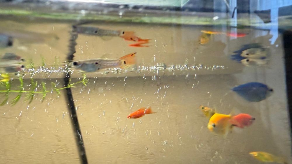 Гуппи Панда подростки