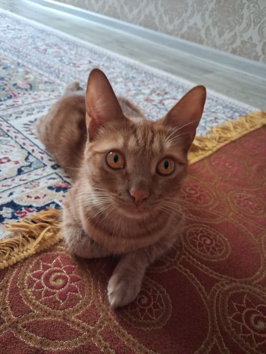 Отдам кота , даром
