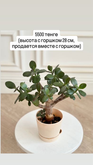 Денежное дерево, крассула хоббит