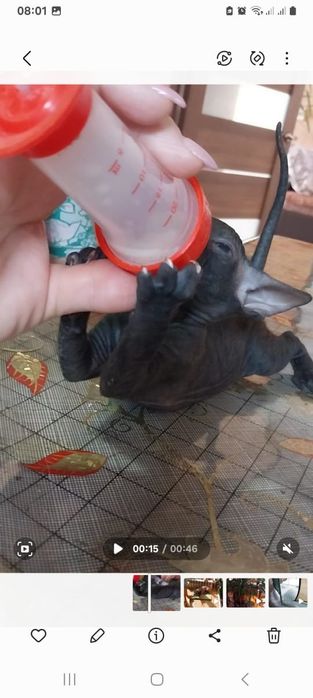 Котёнок сфинкс, девочка