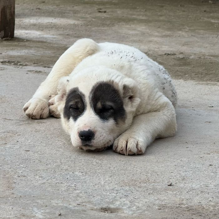 Продается щёнки Алабай САО