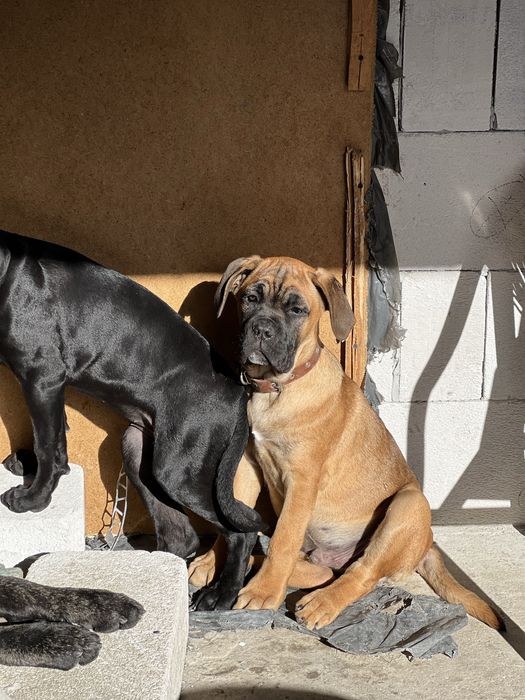 Кане Корсо.