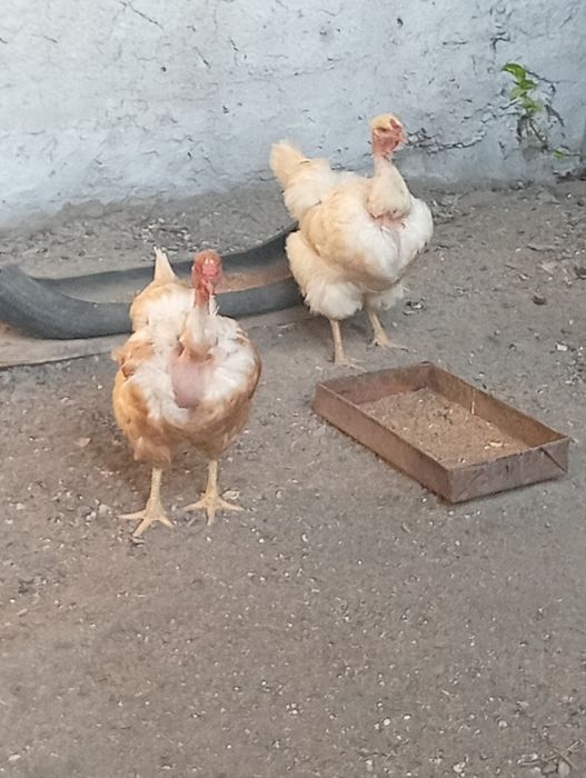 Продам курей и петуха
