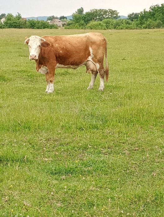 Vand vaca baltata romaneasca fatata recent
