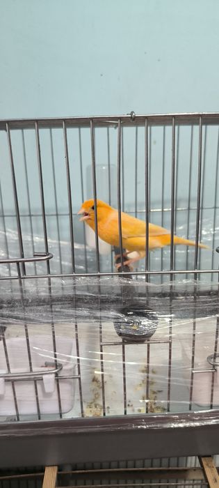 Канарейка сабзи ранг