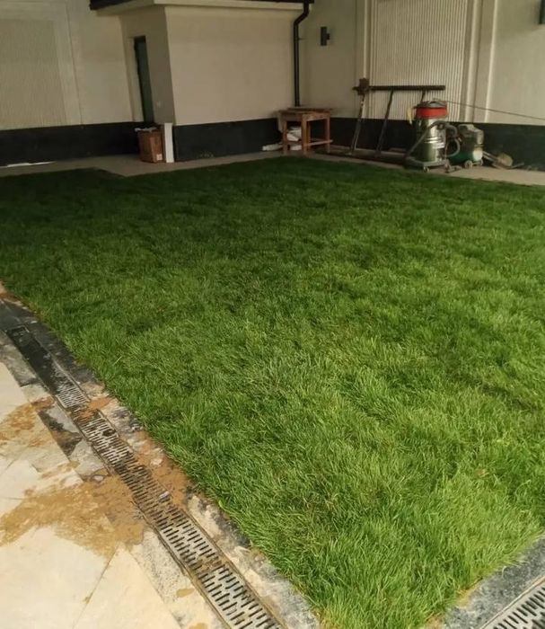 Gazon urug'i va tayyori bor ustanofka qilip beramiz