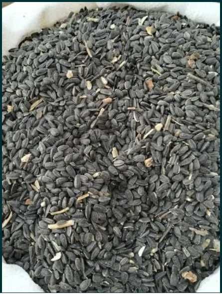 Vand Floarea Soarelui