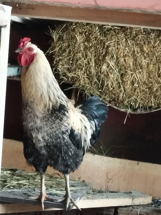 Продам молодых петушков