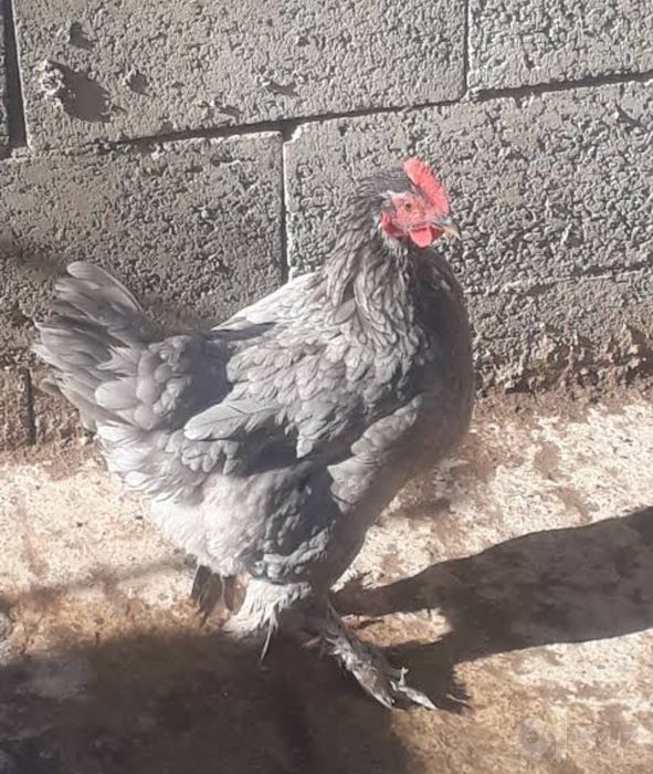 Zotli Brama Ho'rozla Sotiladi