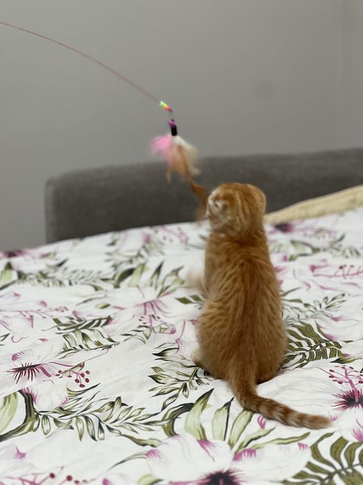 Отдам котенка в добрые хорошие руки