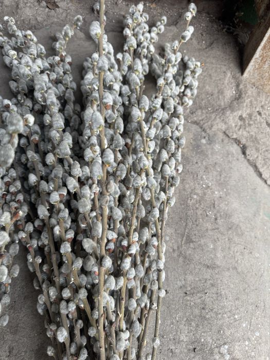 Верба оптом и в розницу