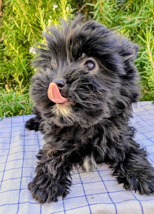 Мини йорки черно момиче