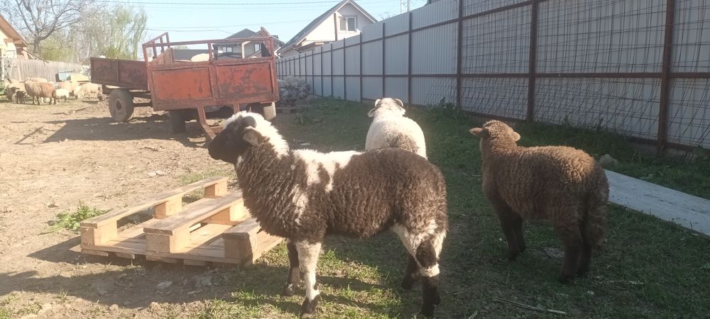 Miei crescuti ecologic