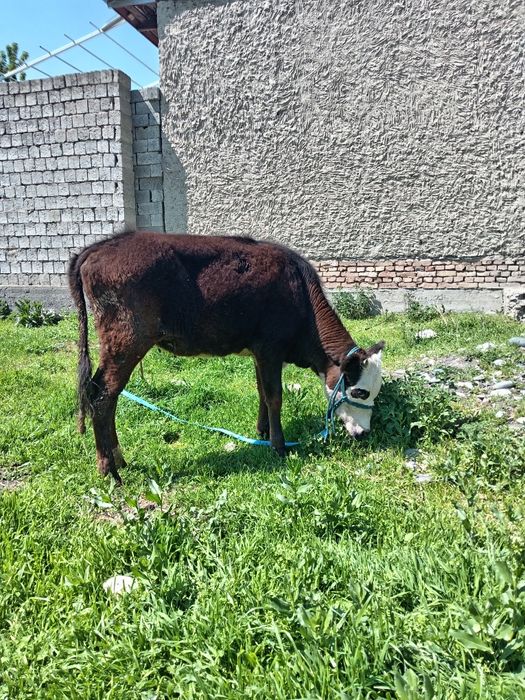 Кочарча сотилади