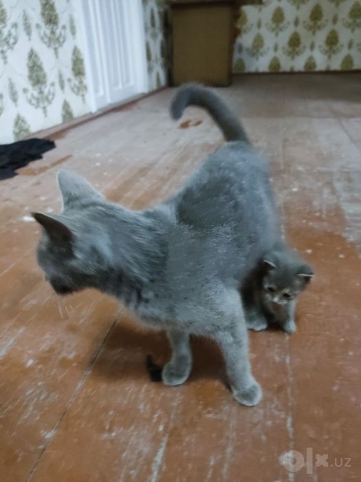 mushuk zotli skotsh strayt