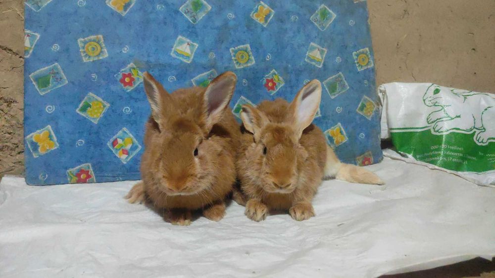 Бургундские кролики от европейских производителей. Куён /Қуён / Quyon
