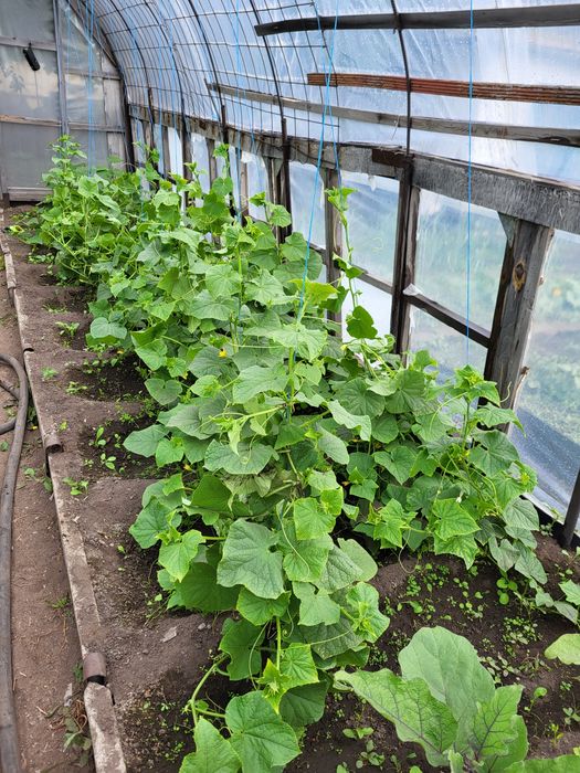 Продаётся дача 6 соток