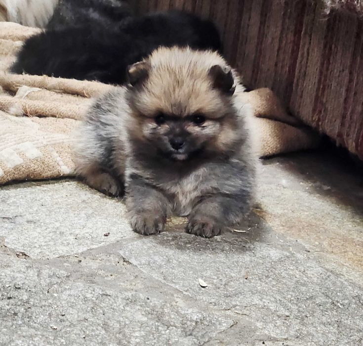 Померани пухови Мини