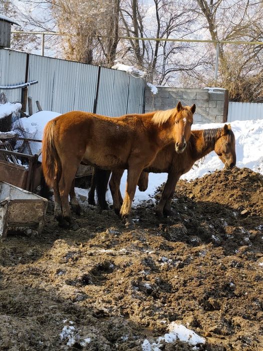 срочно продается асау үиірде жүрген тек