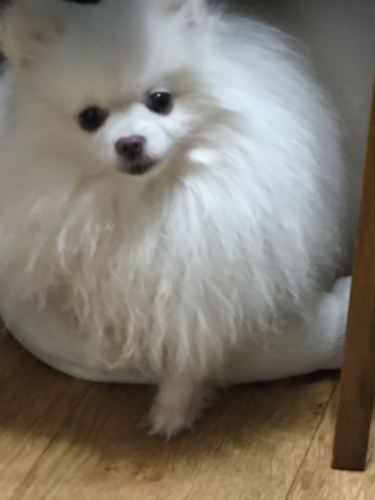 Красавец померанец, на вязку