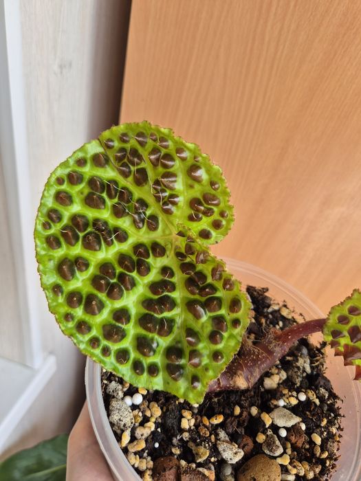 Бегония Ферокс Ferox