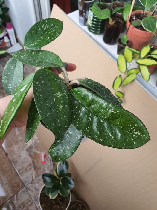 Hoya Dasyantha Splash,