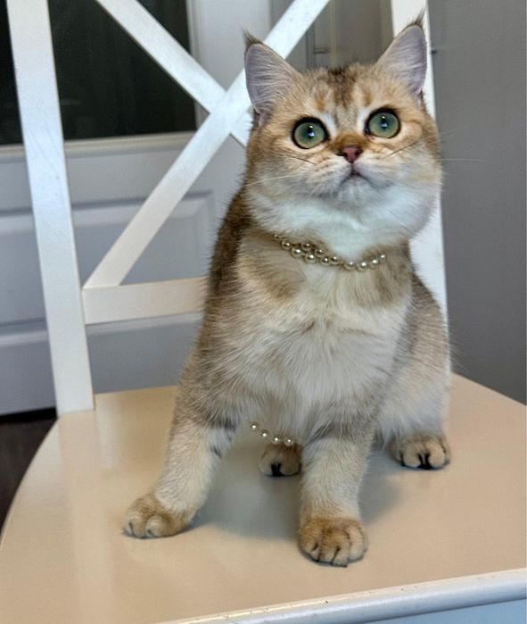 Fetita superba british shorthair golden chinchilla! Pedigree  WCF