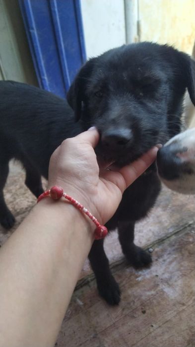 Две девочки, охранницы