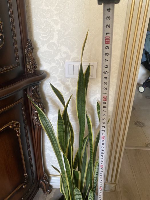 Сансевиерия (щучий хвост/тещин язык)