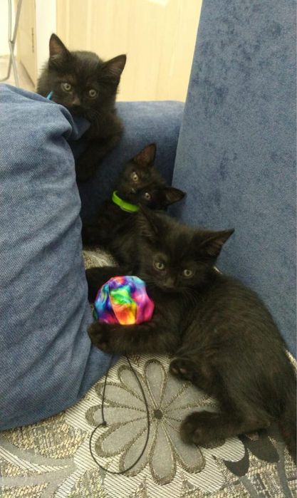 котята, месячные, все мальчики