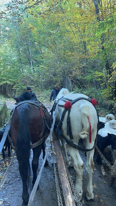De vânzare un căluț sur