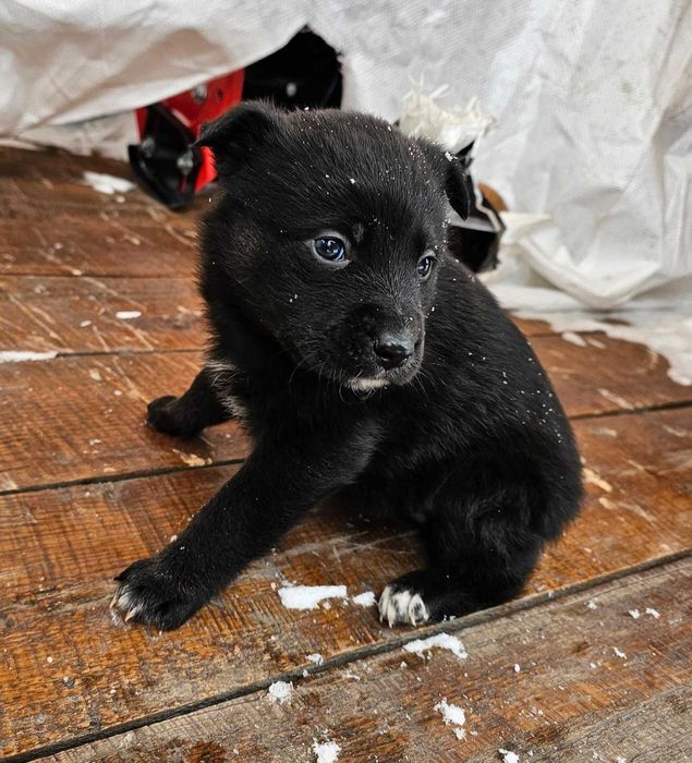 Щенок в добрые руки