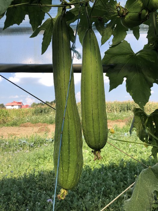 Seminte Lufa Elida (burete vegetal)