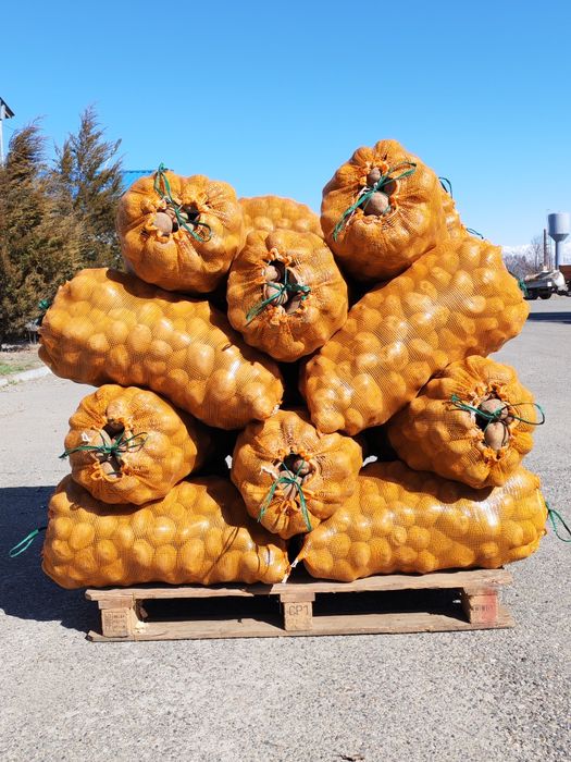 Картошка одборны