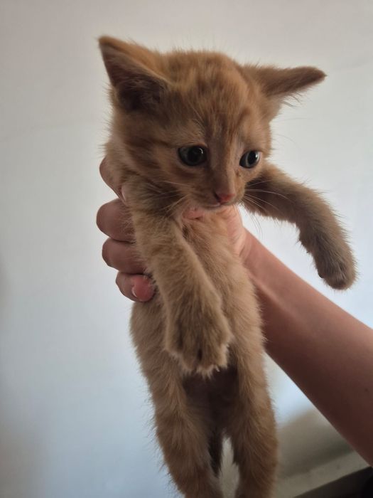 Отдам котенка в хорошие руки