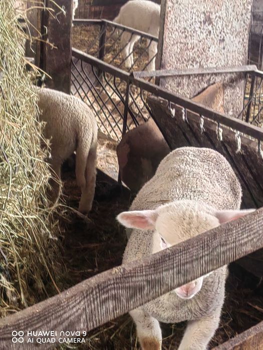 Продавам  агнета