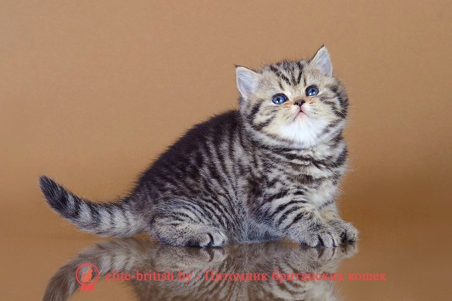 Шотландские Скоттиш Страйт