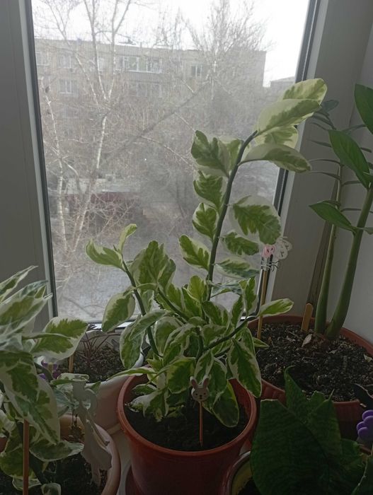 Цветок педилантус