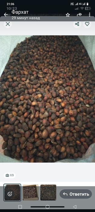 Кедровый орех в скорлупе