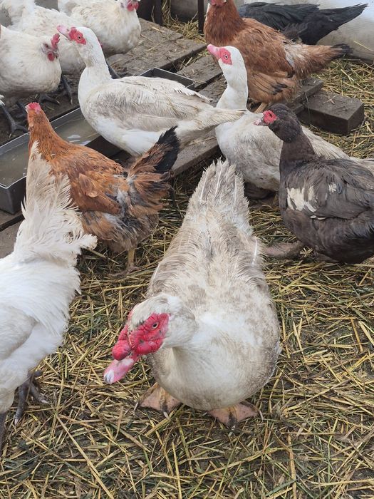 Продам племенных селезней индоуток