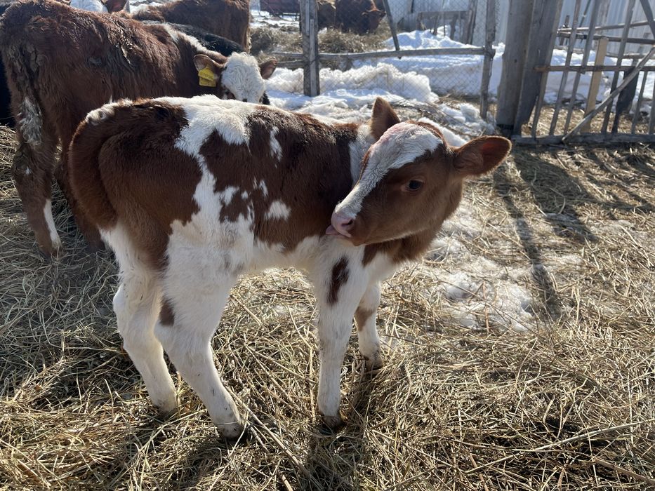 продам месячных телочек