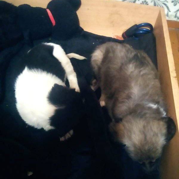 Щенки ищут новый дом