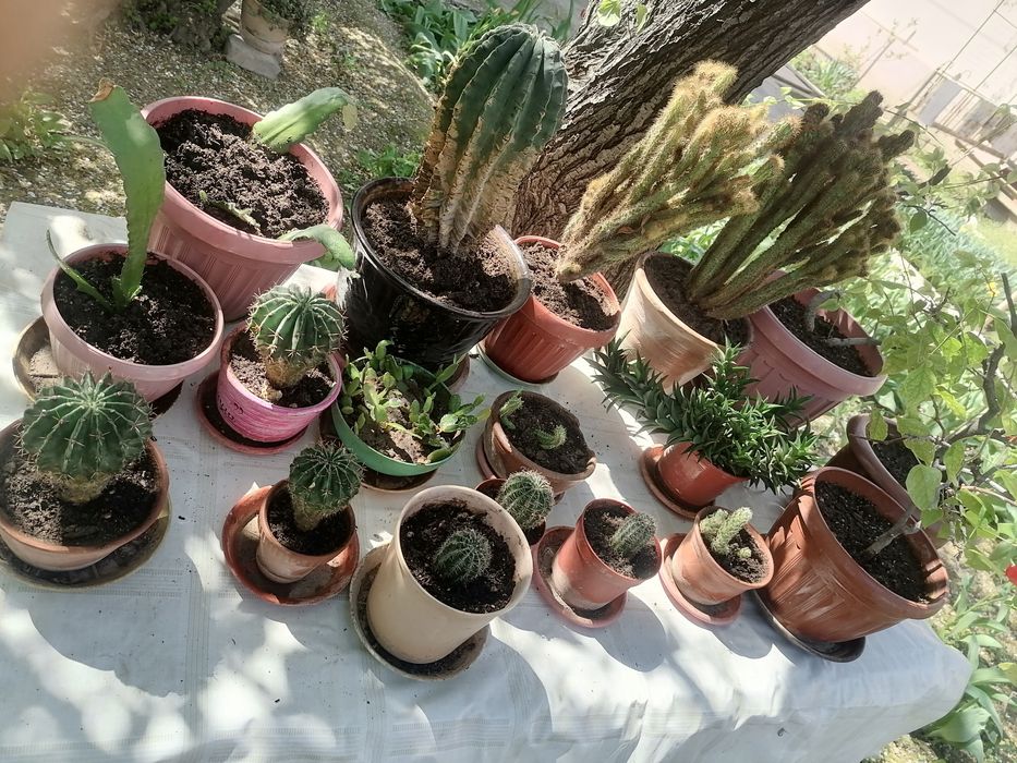 Кактусы различные