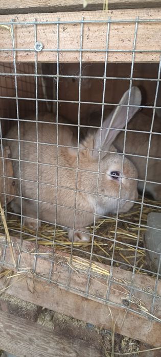 Продажа Кроликов