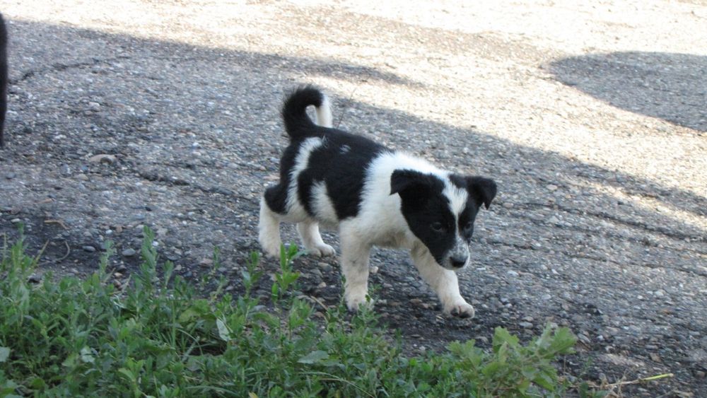 Щенки в добрые руки