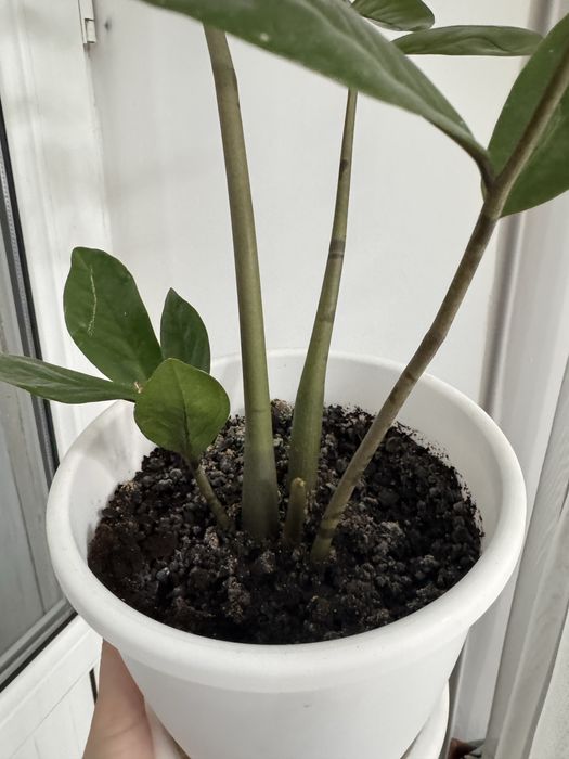 Комнатные растения