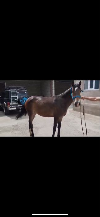 Лошадь чк байтал