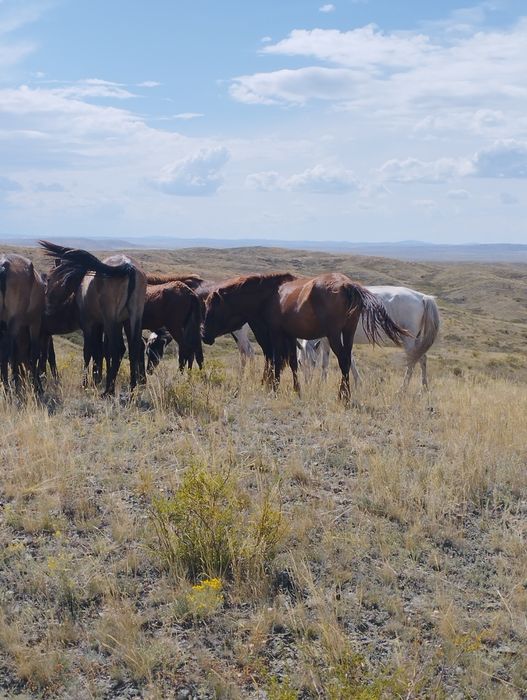 4 жасар ту биелер сатылады