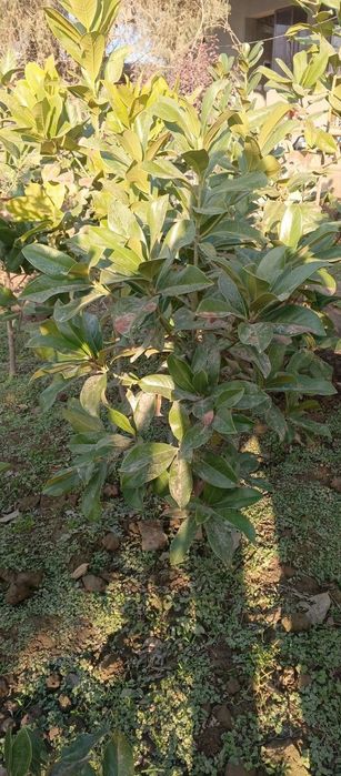 Магнолия яшил барг зимний