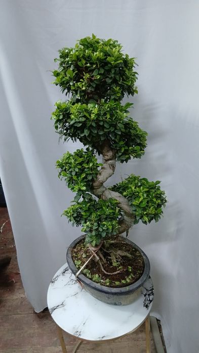 Бонсай как на фото